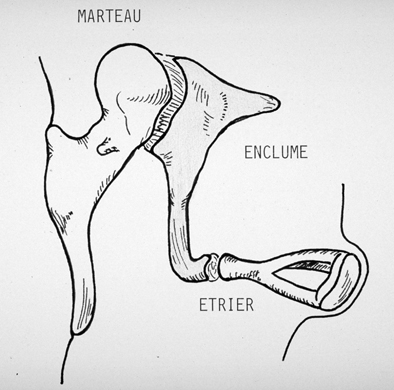 Schéma des osselets de l'oreille