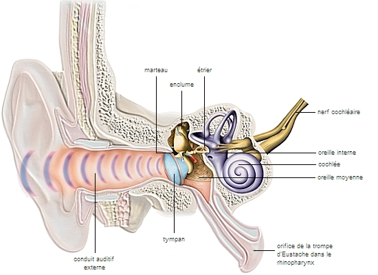 Schéma du système auditif Humain