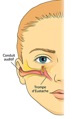 Coupe sagittale de la tête indiquant le trajet de la trompe d’Eustache