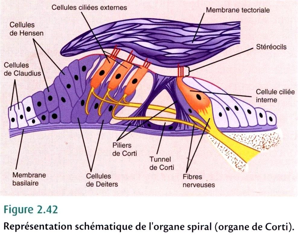 Schéma de l'organe de corti