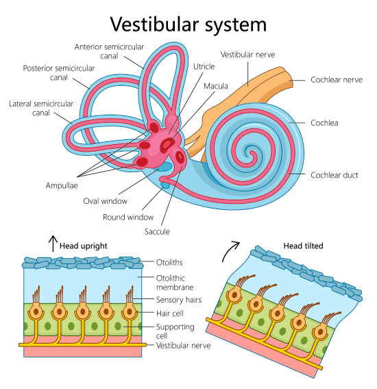 Schéma du système vestibulaire