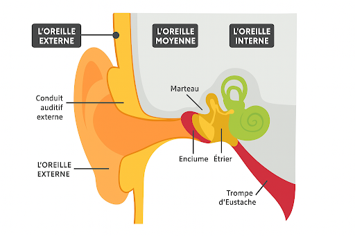 Schema_Trompe_Eustache