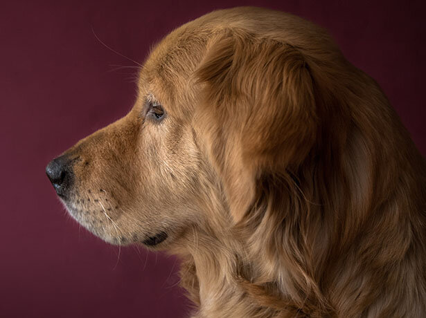 Chien Guide Pour Malentendants Ca Existe