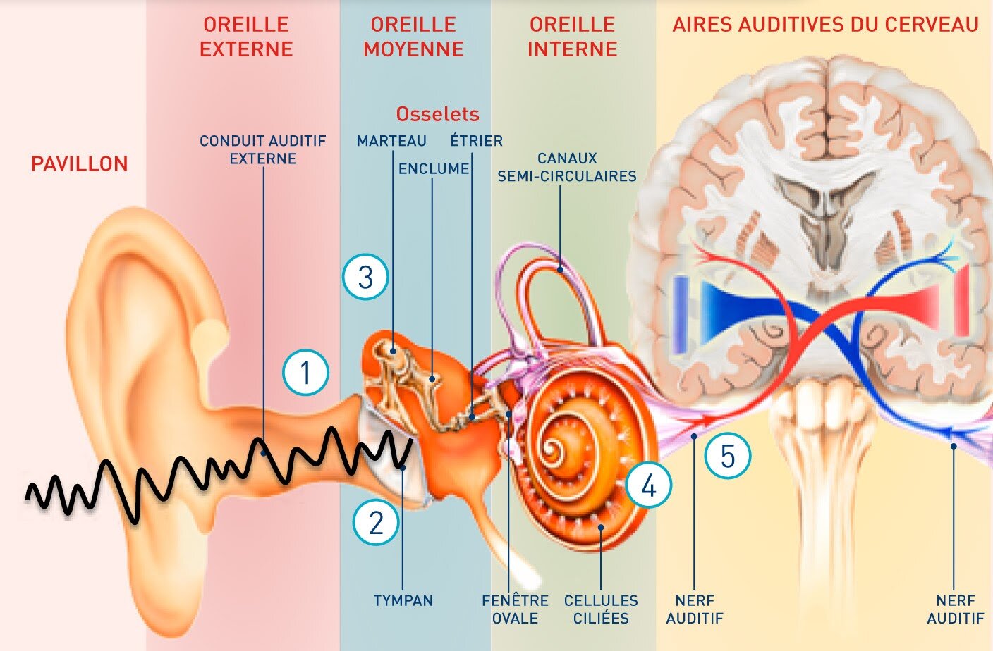 Fonctionnement oreille, rôle et anatomie du système auditif humain